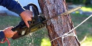 Best Tree Disease Treatment  in Wichita, KS