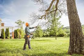 Best Tree Cabling and Bracing  in Wichita, KS