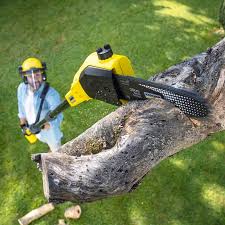 Best Organic Lawn Care Solutions  in Wichita, KS