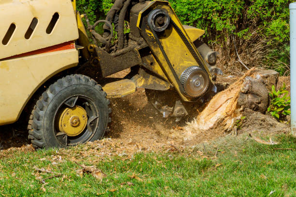 Best Leaf Removal  in Wichita, KS