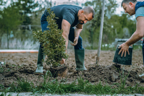 Best Hazardous Tree Removal  in Wichita, KS