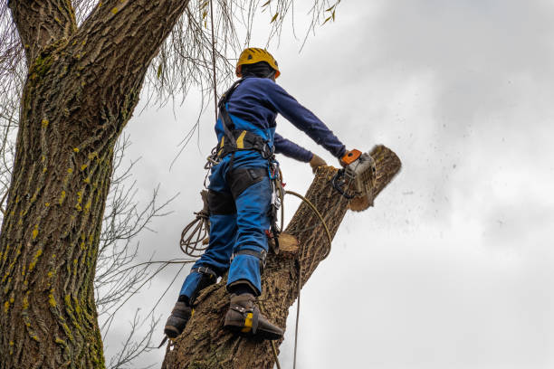 Best Tree Maintenance Programs  in Wichita, KS