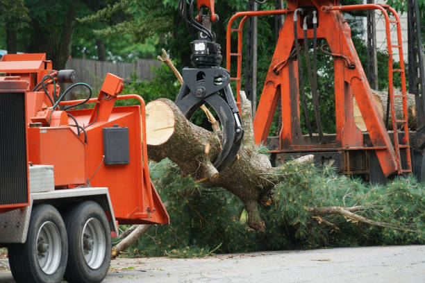 Best Root Management and Removal  in Wichita, KS