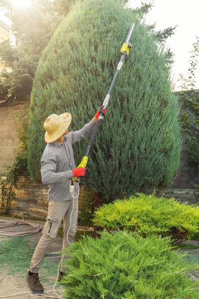 Best Palm Tree Trimming  in Wichita, KS