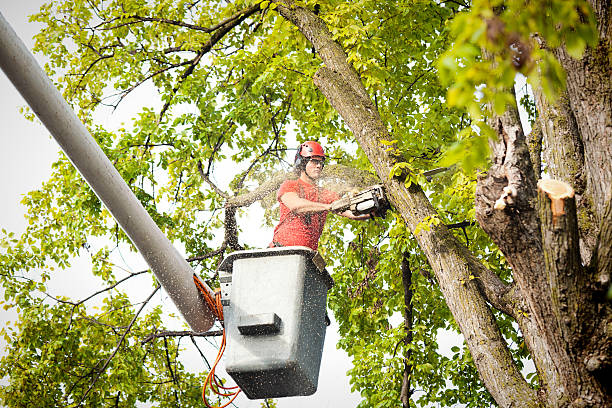 Best Tree Trimming and Pruning  in Wichita, KS